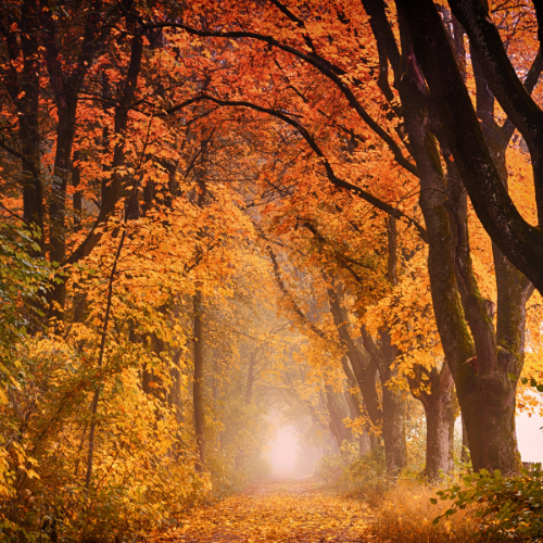 Autumn